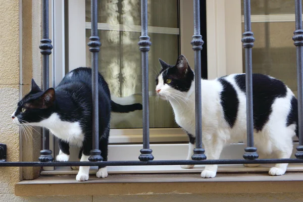 İki kedi b