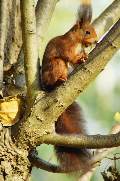 Squirrel c Royalty Free Stock Images