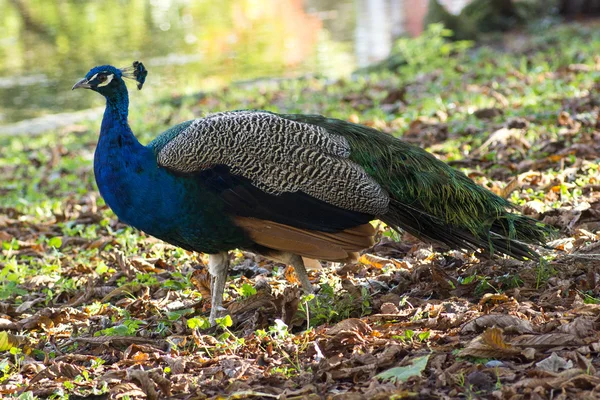 Bird ac — Stock Photo, Image