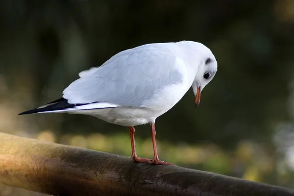 Bird ak — Stock Photo, Image