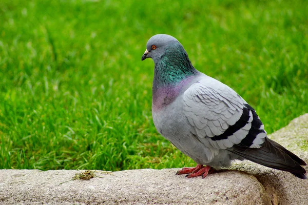 Fågel och gräs — Stockfoto