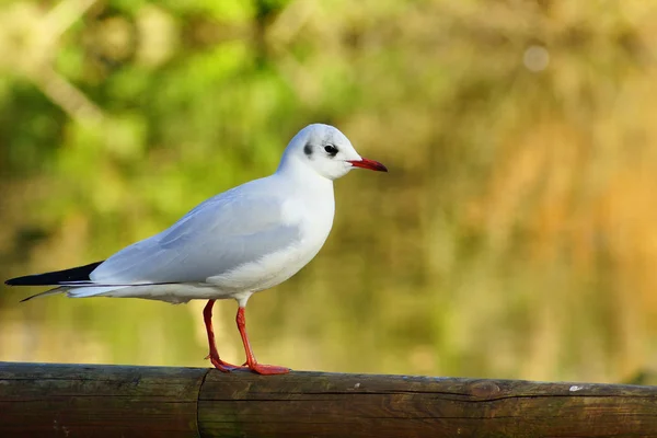 Bird 4 — Stock Photo, Image