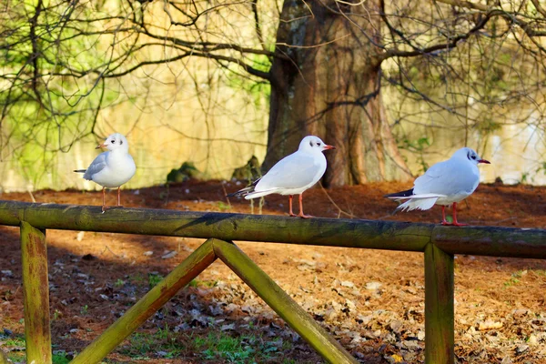 Vogels 5 — Stockfoto