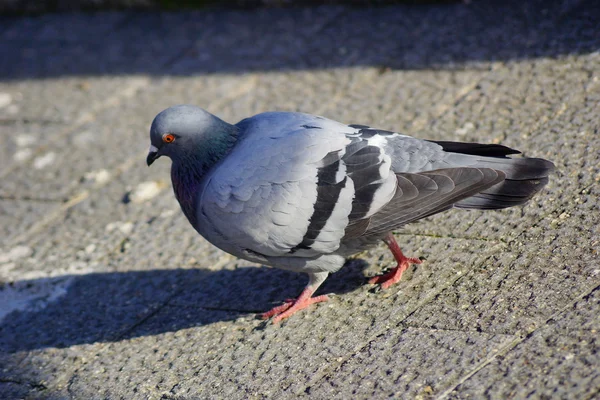 Bird 19 — Stock Photo, Image