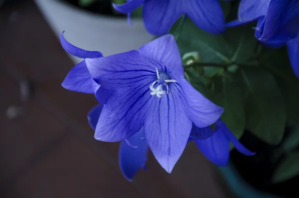 Blue flowers 7 — Stock Photo, Image