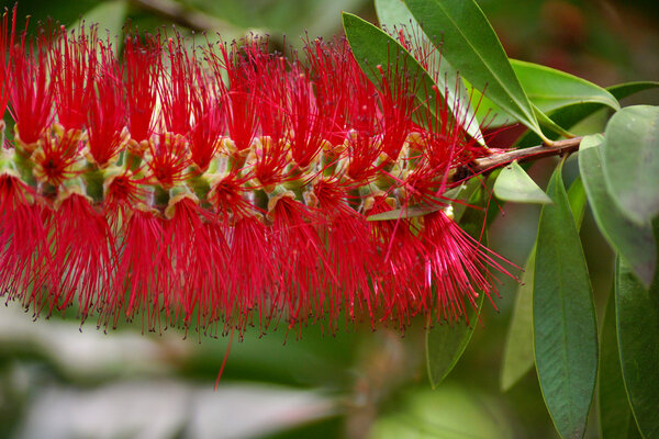 Flowers and leaves 2