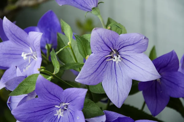 Violet flowers 10 — Stock Photo, Image