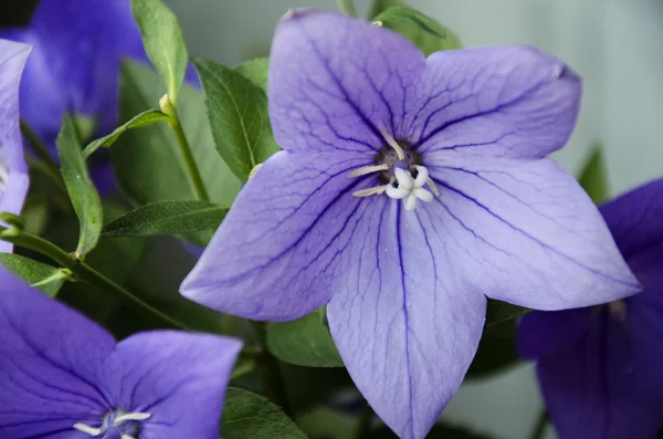 Violet flowers 11 — Stock Photo, Image