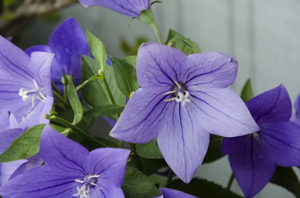 Violet flowers 12 — Stock Photo, Image