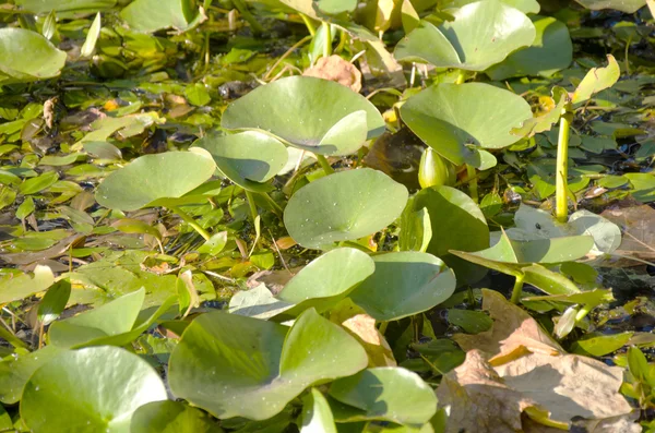 Folhas verdes 6 — Fotografia de Stock