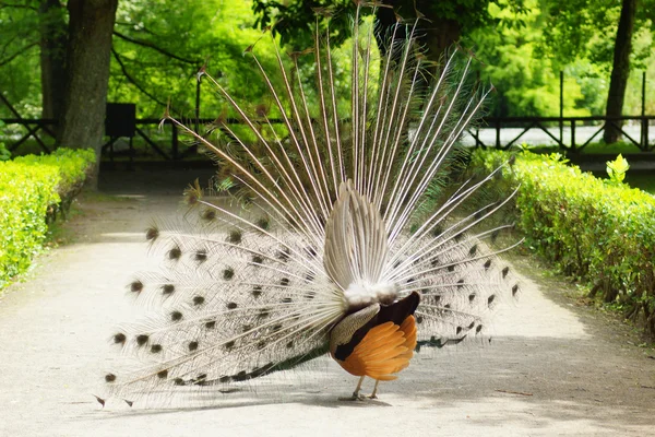 Peacock in a park 2 — Stock Photo, Image