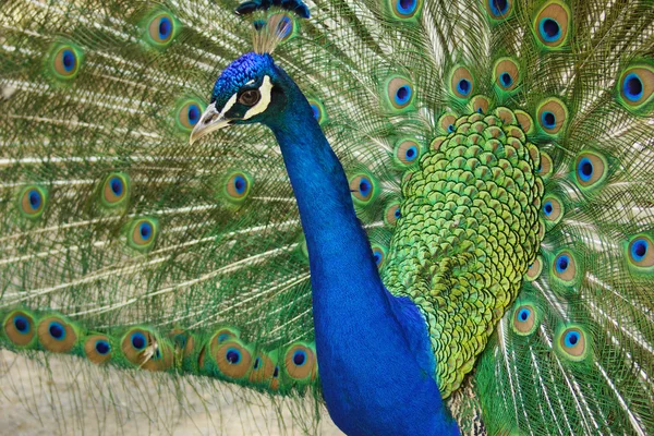 Peacock with sunlight 4 — Stock Photo, Image