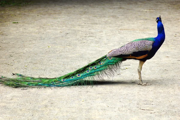 Peacock in a park 6 — Stock Photo, Image