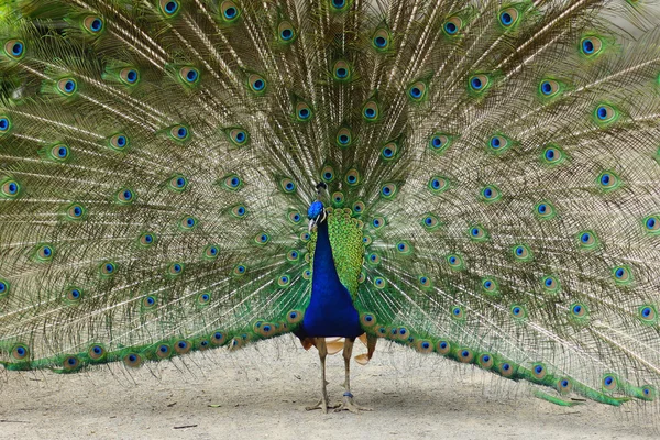 Peacock in a park 9 — Stock Photo, Image