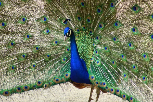 Blue peacock 13 — Stock Photo, Image