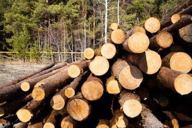 Ağaç kütükleri yığını (odun yığını, yuvarlak odun yığını). Timb
