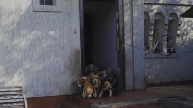Köpek üreme kulübelerinin açık kapısından bir av köpeği sürüsü fırlıyor. Çocuk odası konsepti.