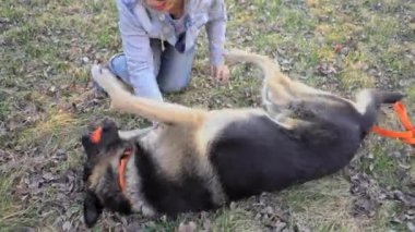 Sahibi köpeği çimlerde yatarken çizer, kız köpekle oynar. Ağzında bir topla çoban köpeği gibi yatıyordu. Yüksek kalite 4k görüntü