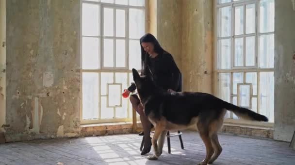 Maître joue avec un berger allemand dans l'appartement. Une femme asiatique vêtue d'un costume noir lance une balle pour le chien. — Video