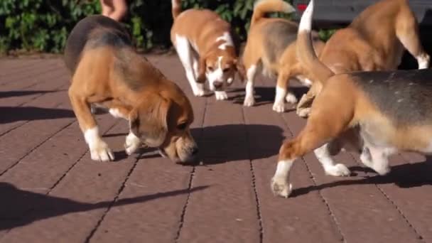 Large pack of beagles walks around yard in search of food. Hunting dogs on walk. Breeder nursery concept. slow moving. — Stock Video