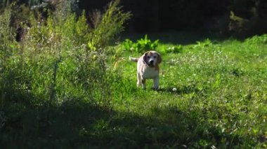 Yürüyüşte sevimli bir hayvan. Aktif ve oyuncu Beagle köpek yavrusu hızlı koşar, hareket eden kameradan sonra acele eder, yavaş çekim yapar. Uzun kulaklar havada uçuşuyor. Yüksek kaliteli 4k çözünürlük görüntüleri