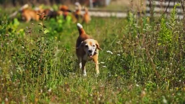 Rolig ung hund med långa flygande öron njuta utomhus spel på grön gräsbevuxen bakgård. Nyfiken beagle hund springa på gräs, jaga rörlig kamera, slow motion skott. Högkvalitativ 4k-upplösning — Stockvideo