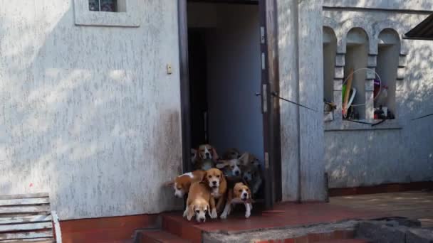 Happy Flock of baby beagles corre a través de la puerta abierta de la perrera de cría de perros. Concepto de guardería. Imágenes de alta calidad 4k — Vídeo de stock