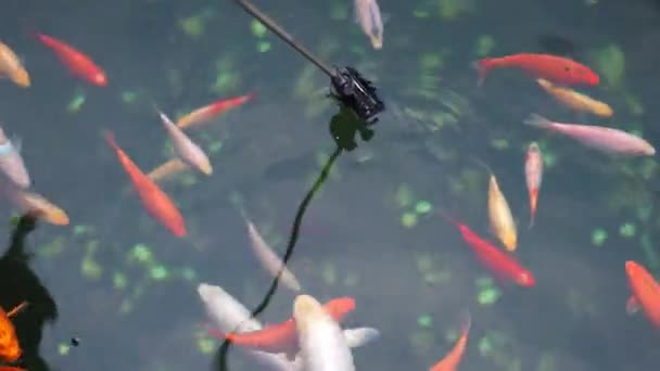 Kapra Koi, ikonický symbol Japonska. Japonská ryba Koi v jezírku. Vysoce kvalitní záběry rozlišení 4k — Stock video
