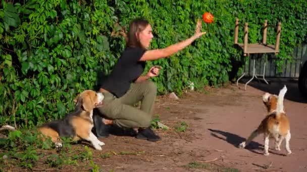 Beagle dogs spelen buiten. Honden jagen op een bal gegooid door een vrouw eigenaren hand. Leuke vrienden momenten in het park in de zomer. November, 2020, Kiev, Oekraïne. Hoge kwaliteit 4k resolutie beeldmateriaal — Stockvideo
