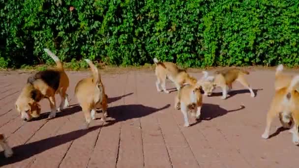 Un enorme gregge di piccoli beagle della razza di Beagle passeggia nel cortile della casa divertendosi e annusando il terreno. Cuccioli divertenti in un giovane fieno. Filmati di alta qualità 4k risoluzione — Video Stock