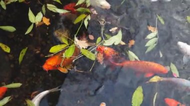 Koi Japon balığı gölde. Muhteşem Koi sazan balığı, Japonya 'nın ikonik sembolü. Yüksek kaliteli 4k çözünürlük görüntüleri