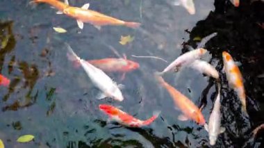 Dekoratif balıklar yapay bir gölette yüzerler. Muhteşem Koi sazan balığı, Japonya 'nın ikonik sembolü. Koi Japon balığı gölde. Yüksek kaliteli 4k çözünürlük görüntüleri