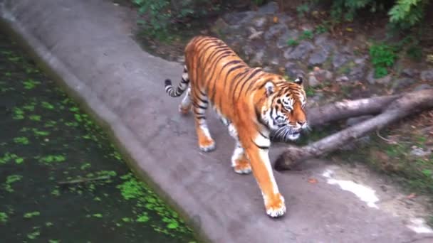 Tigre de Sumatra. Gran tigre caminando por el aviario en un día soleado en el zoológico — Vídeos de Stock