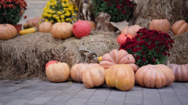 Herbstdepression. Kürbisse auf Stroh an einem sonnigen Herbsttag Blumen im Hintergrund. — Stockvideo