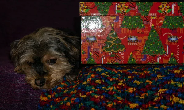 Hund Liegt Neben Einem Geschenk — Stockfoto