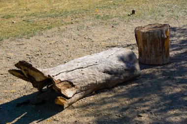 Kabuklu ve ağaç gövdeli koltuklar