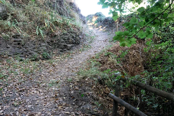 干枯树叶和树木的桥梁和道路 — 图库照片