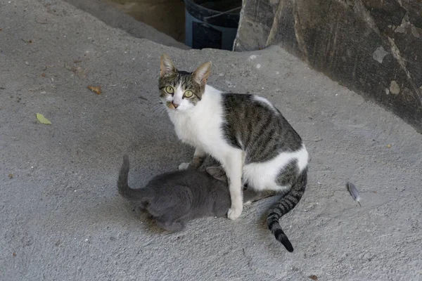 Mutter Katze Stillt Ihren Sohn — Stockfoto