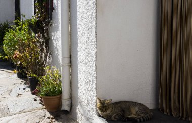 Kedi koridorda dinleniyor.