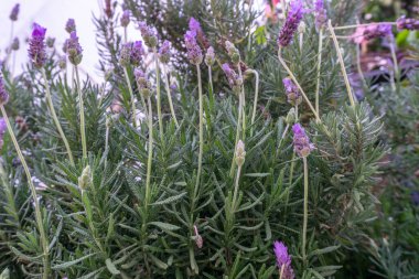 Lavanta fabrikası yakın görünüm