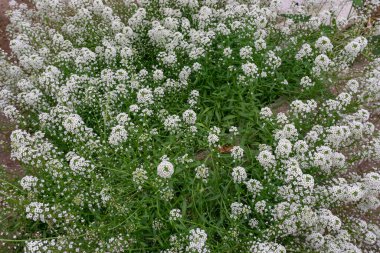 Seradaki deniz lobular santrali