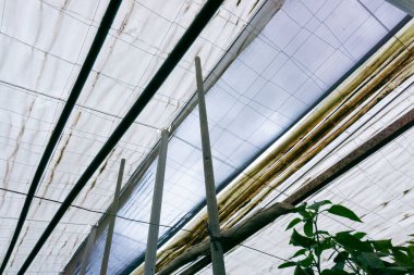 Sera çatısı ve açılış