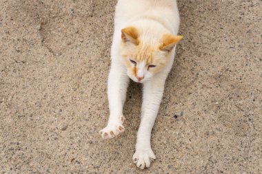 Siyam Kırmızı Noktalı Kedisi