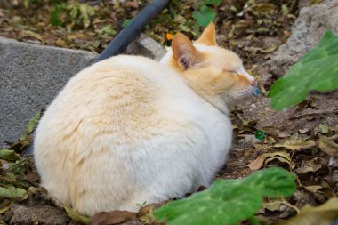 Siyam Kırmızı Noktalı Kedisi