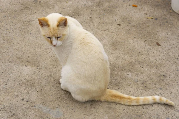 屋外での赤い点の猫 — ストック写真