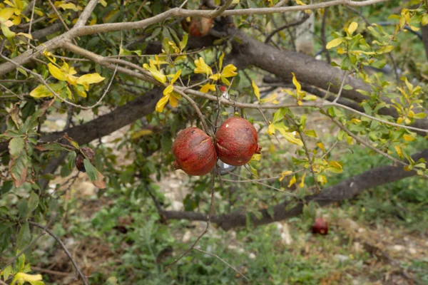 Granatapfel Hängt Baum — Stockfoto