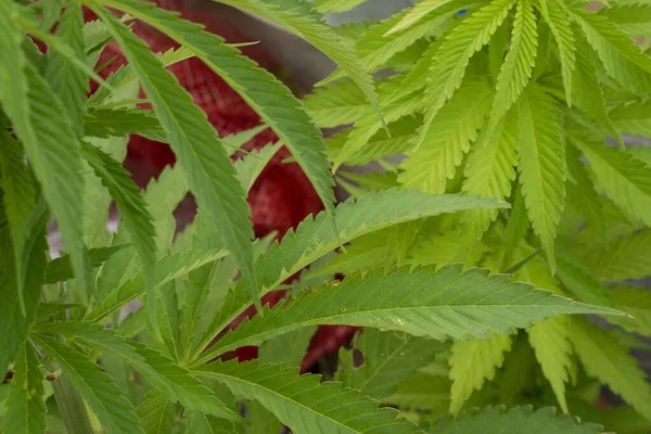 Marihuana bitkileri yakından görüldü.