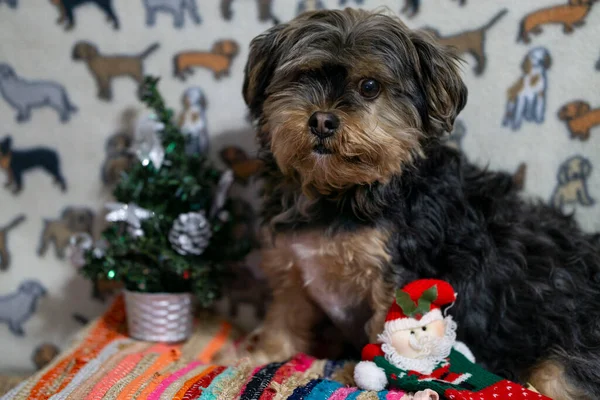 Hund Mit Weihnachtsdekoration Auf Der Couch — Stockfoto