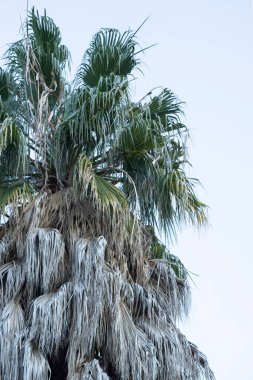 Yaprakları eski palmiye ağaçları