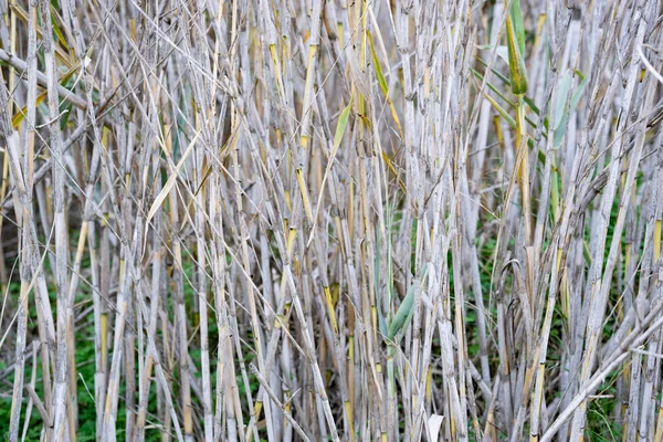 Reihe Von Zuckerrohrfeldern Als Hintergrund — Stockfoto
